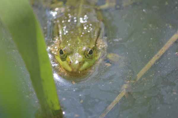 Frosch im Teich