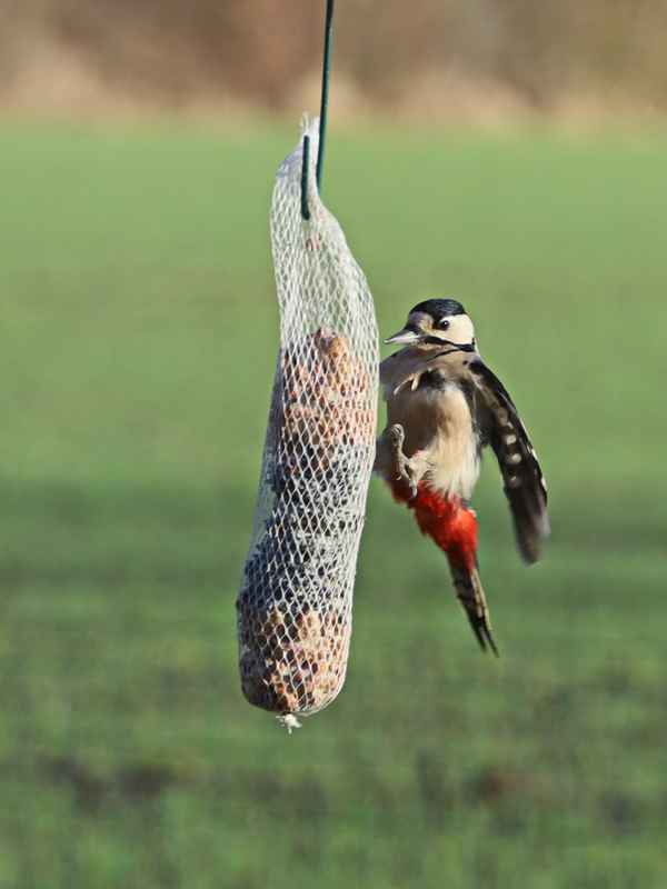 im landeanflug
