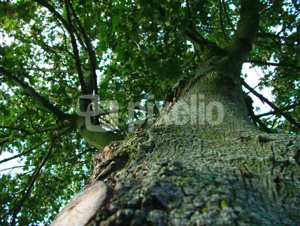 Baum von unten