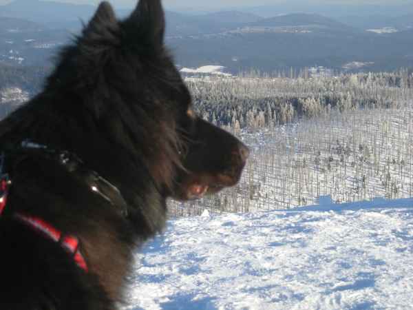 Winter Lusenblick