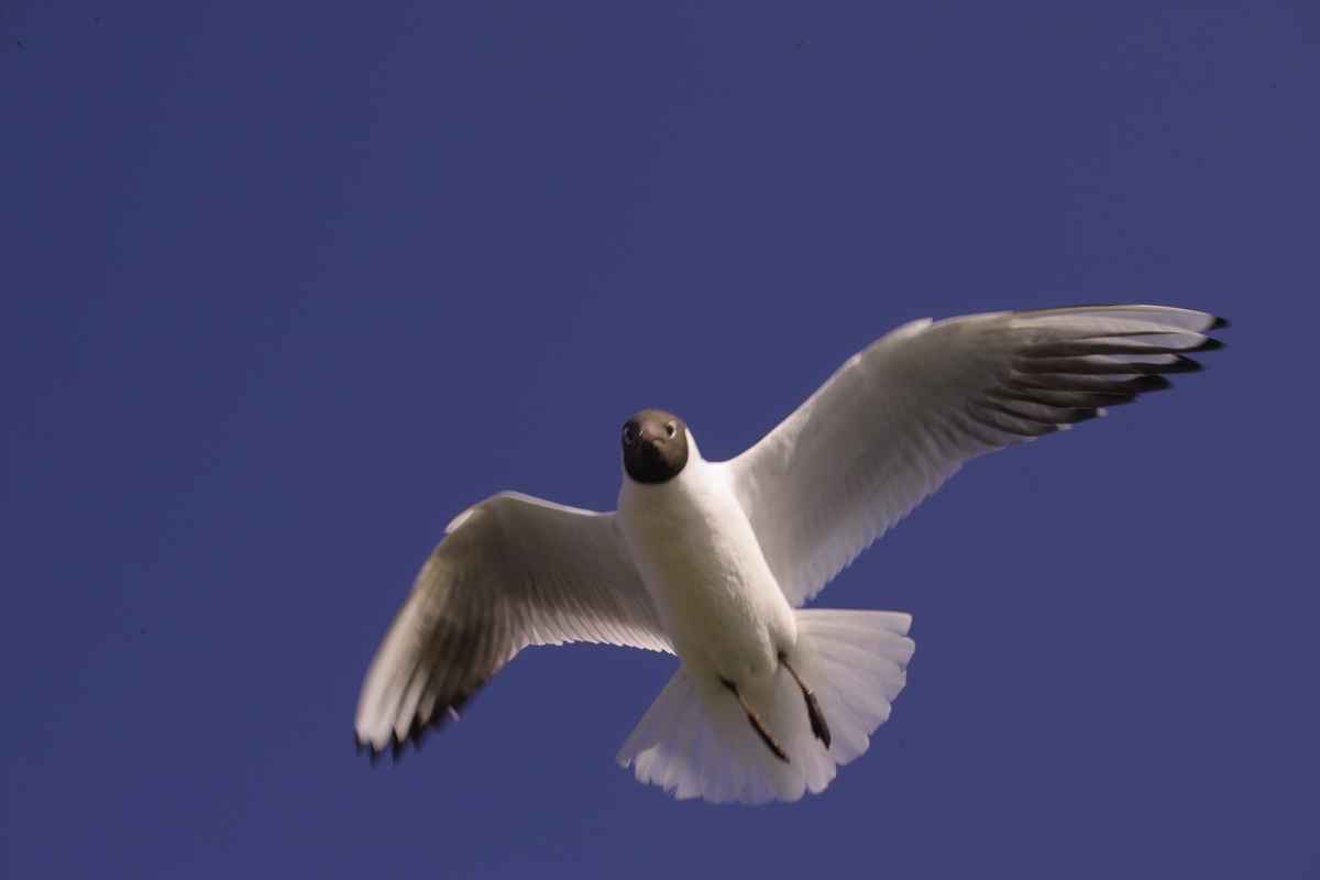 Möwe (10)