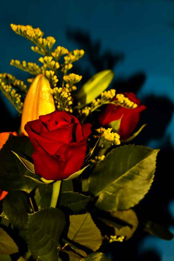 rote rose