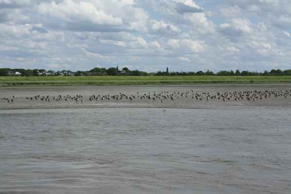 Vogelkolonie auf der Elbe