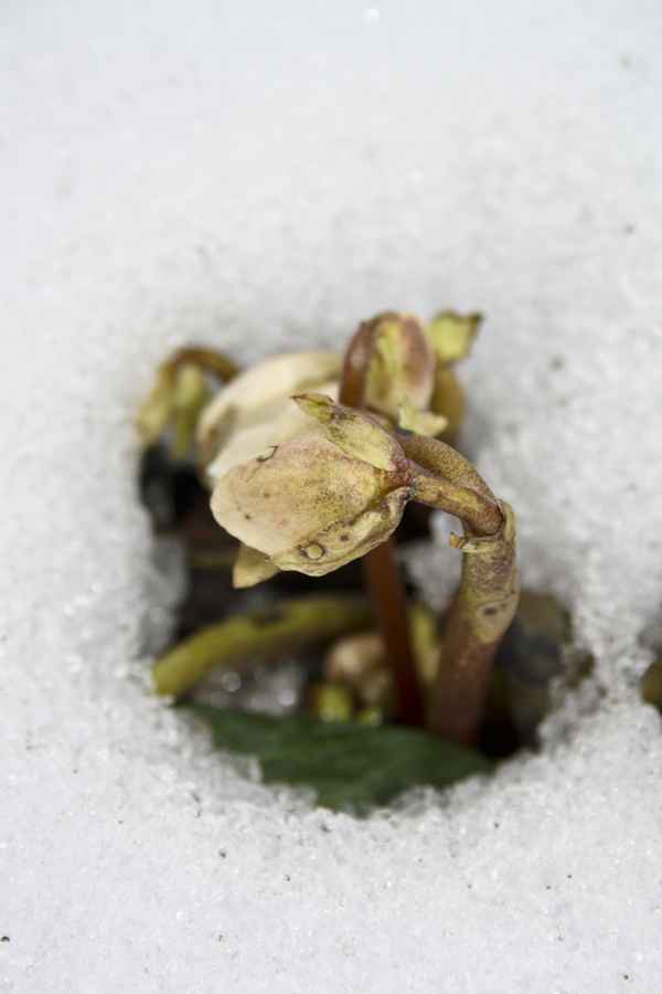 Fruehlingserwachen #3 Christrose