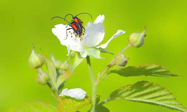 Parung auf Brombeerblüten