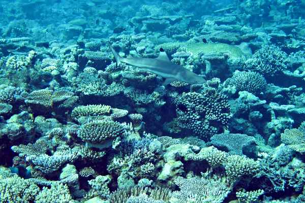 Schwarzspitzenriffhai