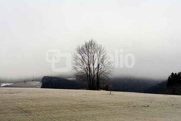 Frostige Wiesen