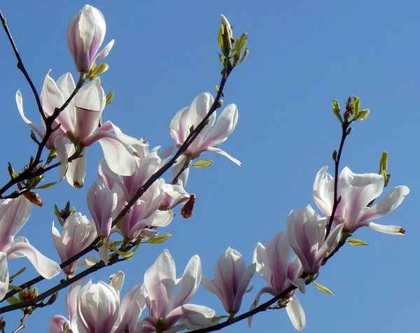Magnolienzweige