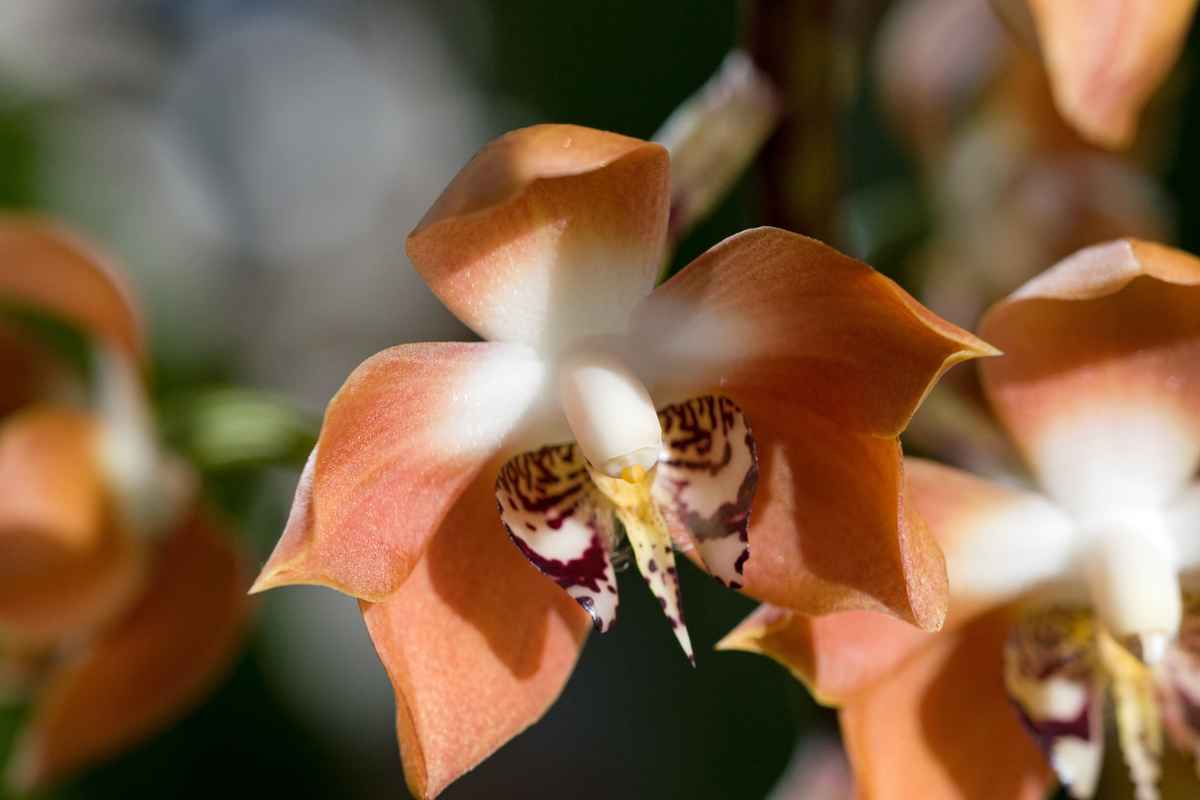 Orchideen