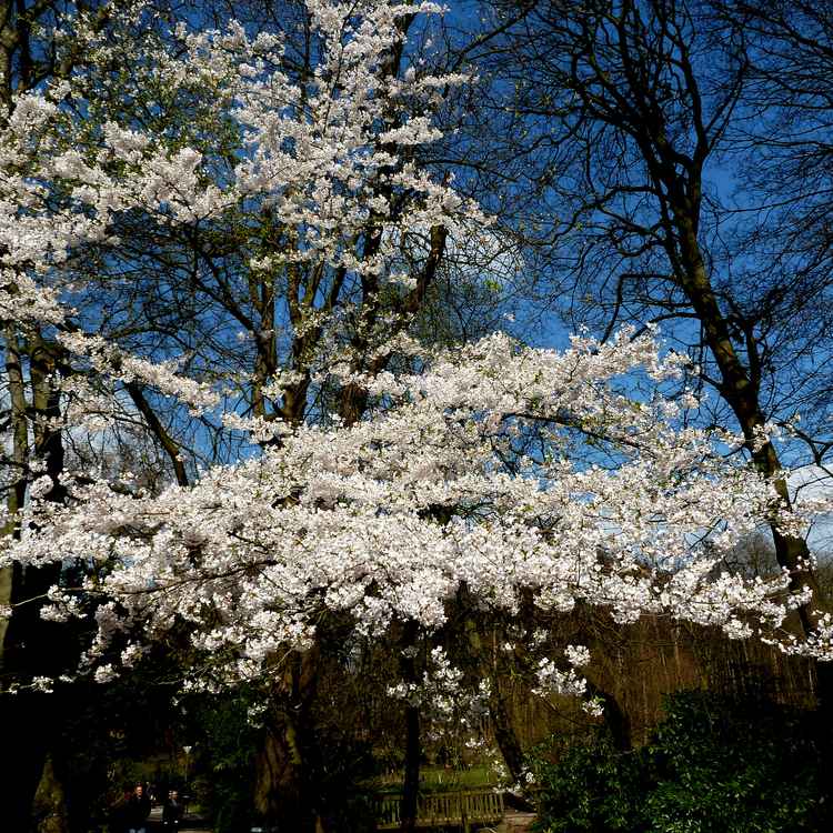 Kirschblüte 2