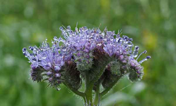 tautröpfchen 3