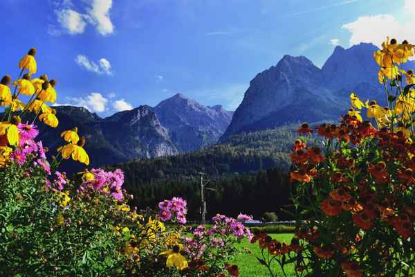 alpenblühen...