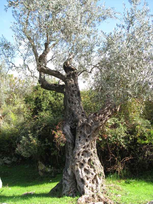 Knorriger Baum