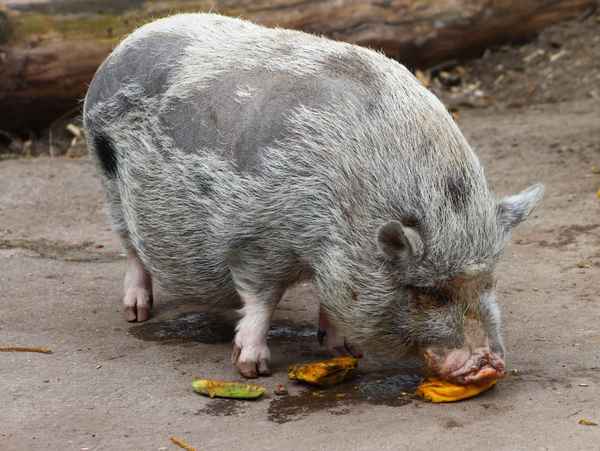 teacup pig