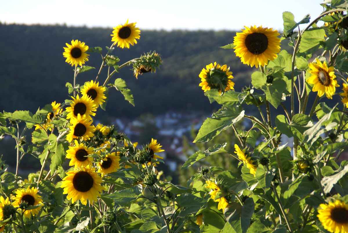 Sonnenblumen in der Pfalz