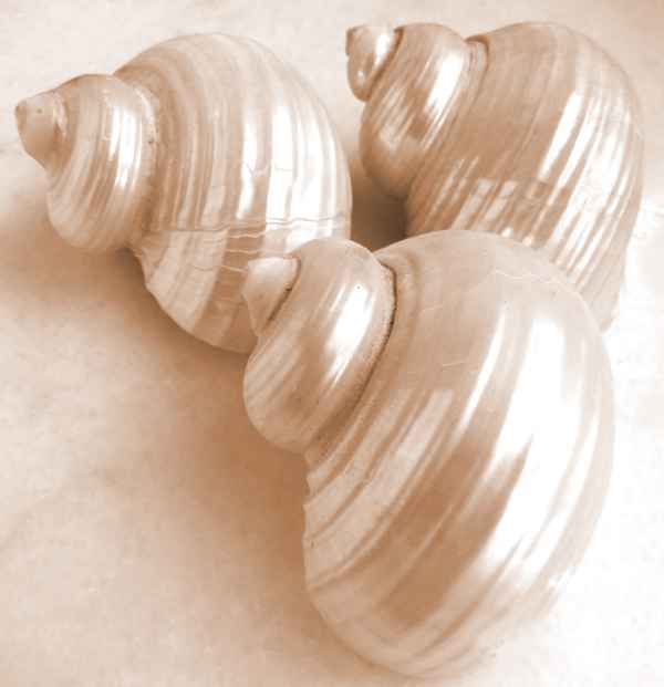 Fundstück am Strand 4