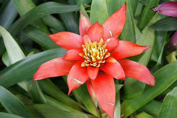 Orchideengarten Singapur