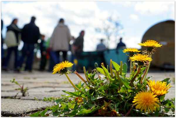 Unkraut vergeht nicht...