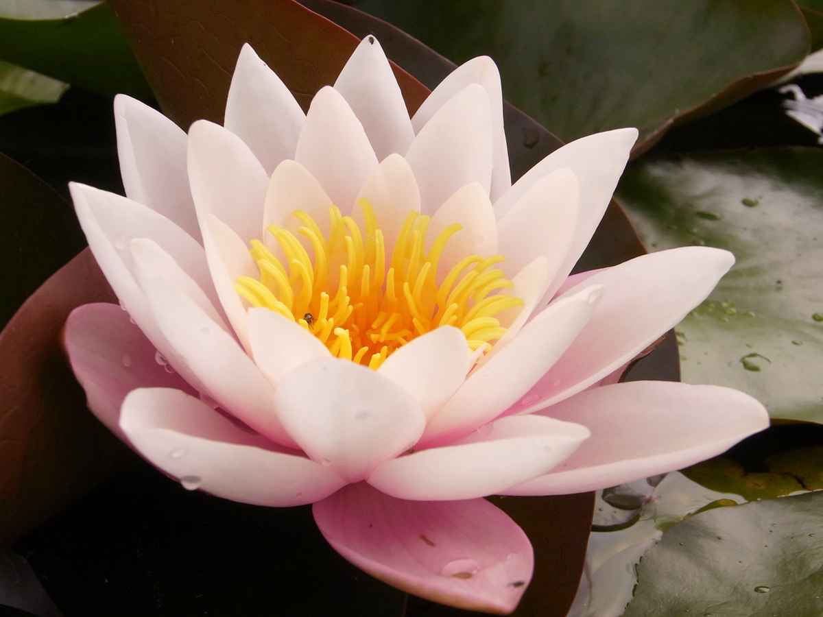 seerose...nymphaea spec....