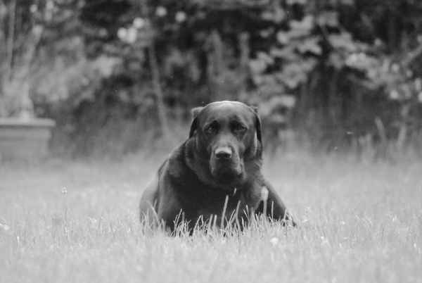 Labrador im Garten