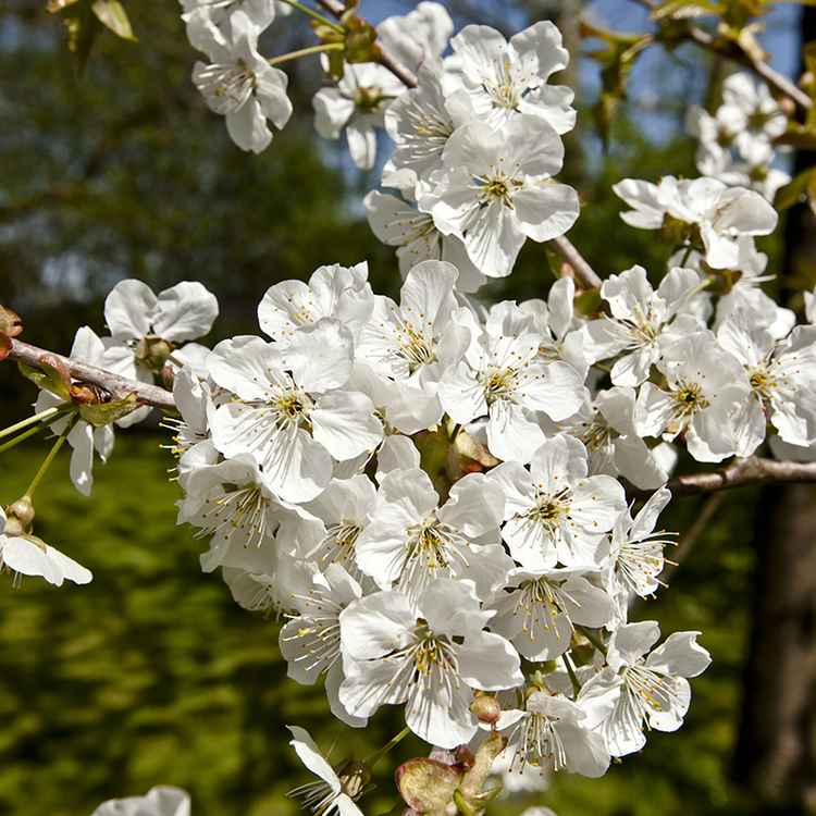 Bitte keinen Frost mehr