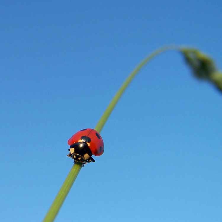 Marien(korn)käfer_2