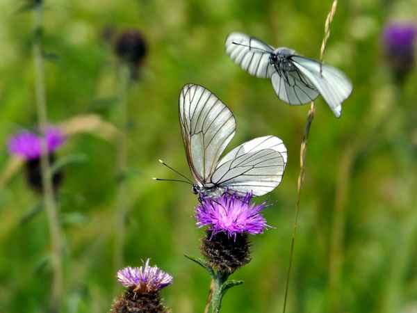 In froher Erwartung