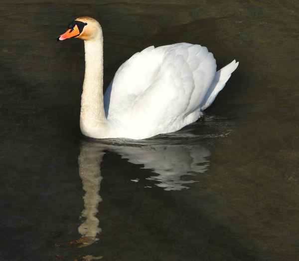 Schwan spiegelt sich selbst im Wasser