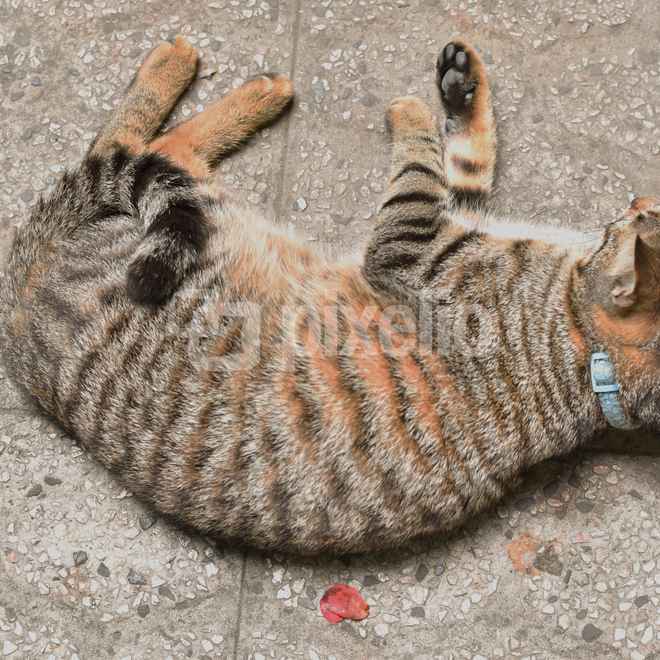 cat
