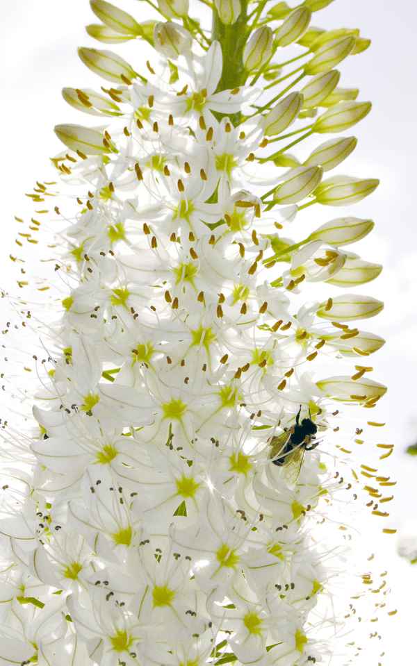 Maja im Erlebnisrestaurant