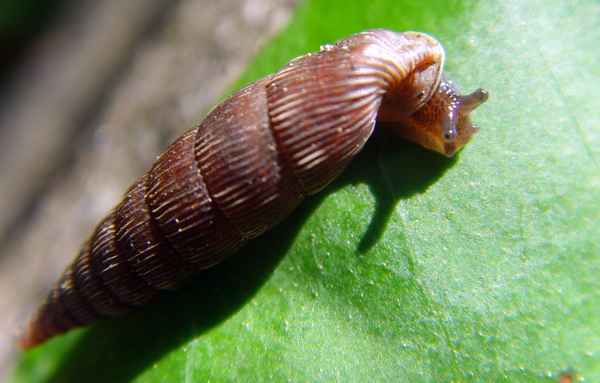 Schließmundschnecke Laciniaria biplicata