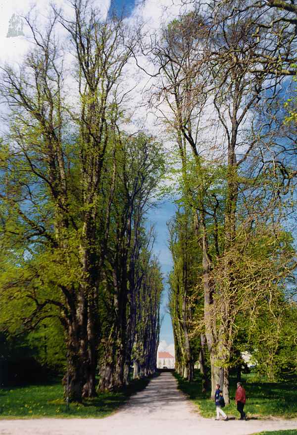 Allee im Park von Putbus