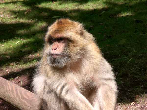 Berber-Affe