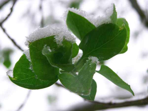Blätter mit Schneehäubchen
