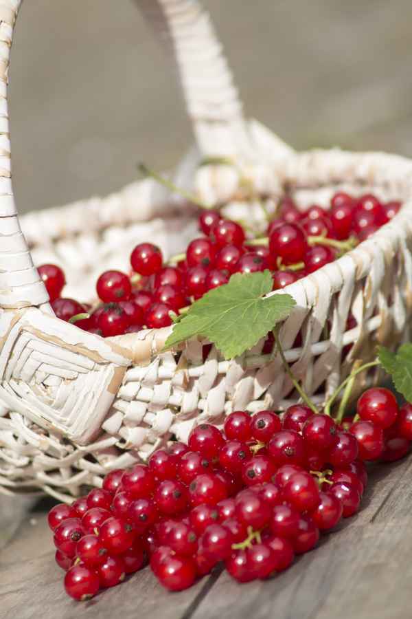 Rote Johannisbeeren