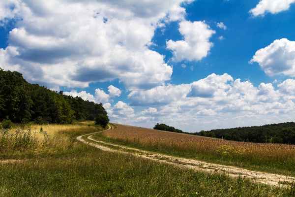 Landschaft im Juli