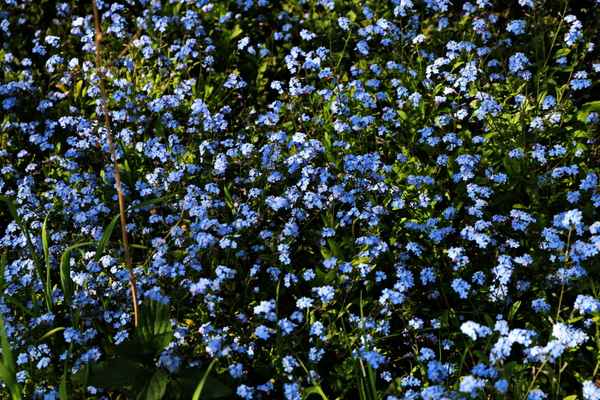 blau in licht und schatten