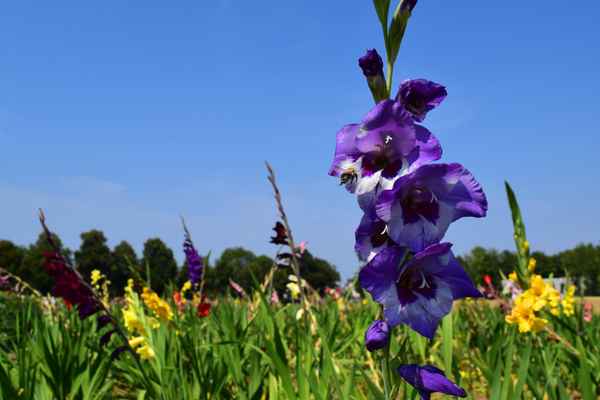 Bunt ist der Sommer