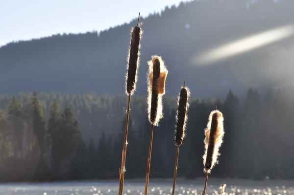 Rohrkolben vor Berg