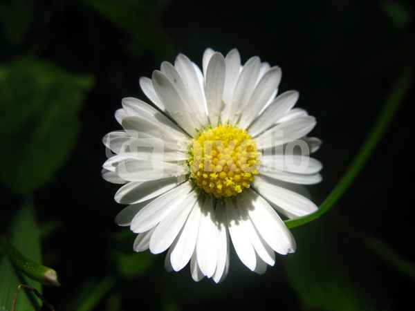 Gänseblümchen
