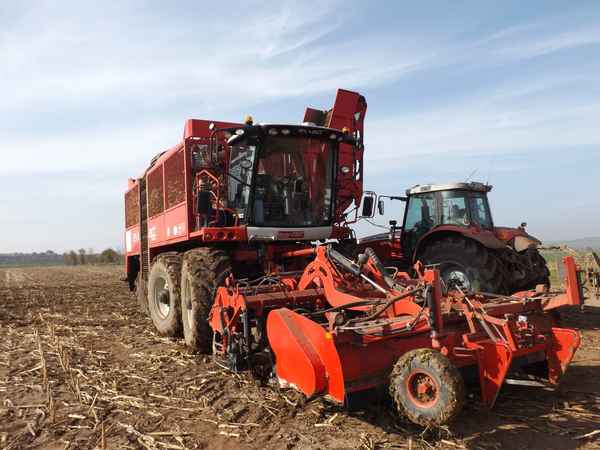 Erntemaschine für Zuckerrüben