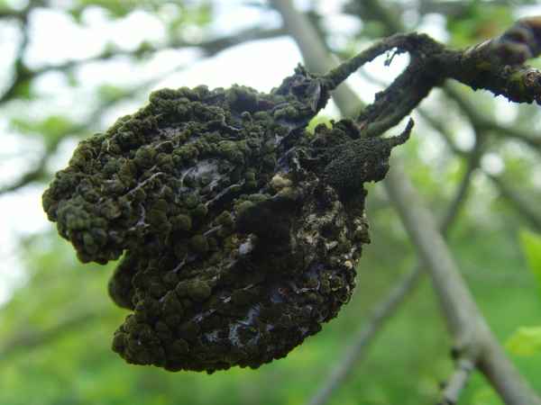 Fruchtmumien
