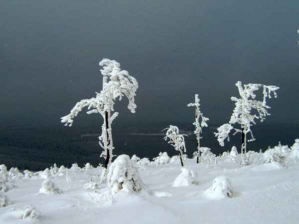 surreale Bäume in Schneelandschaft