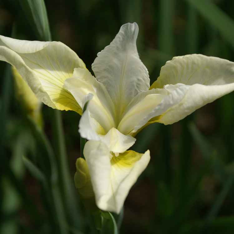 hellgelbe Iris ochroleuca