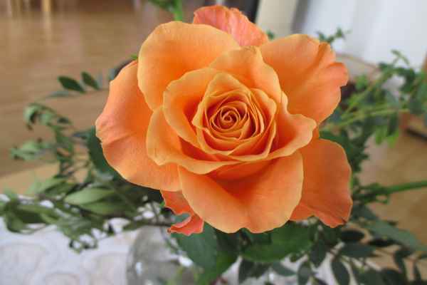 Orange Schönheit