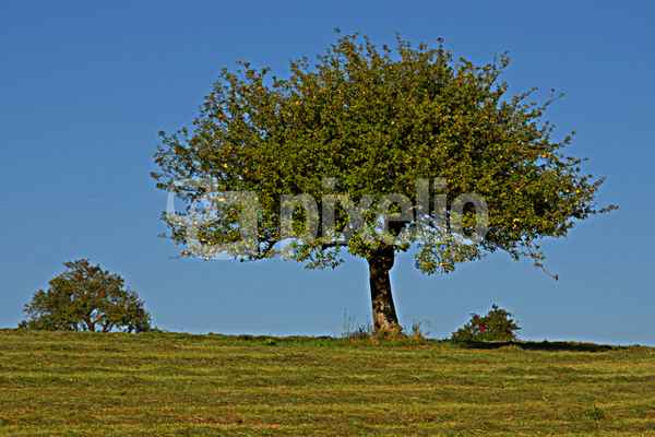 Apfelbaum
