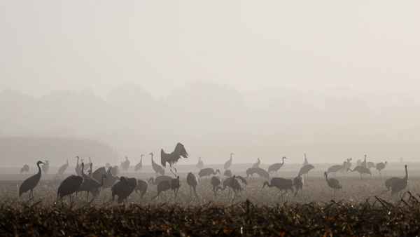 tanz der kraniche im morgennebel
