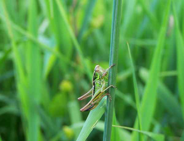 Heuschrecke