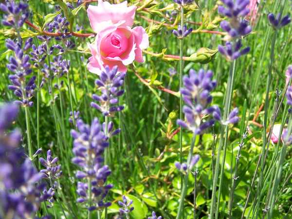 Heckenrose im Lavendelbeet