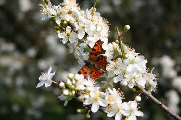 Kirschblüte mit Schmetterling